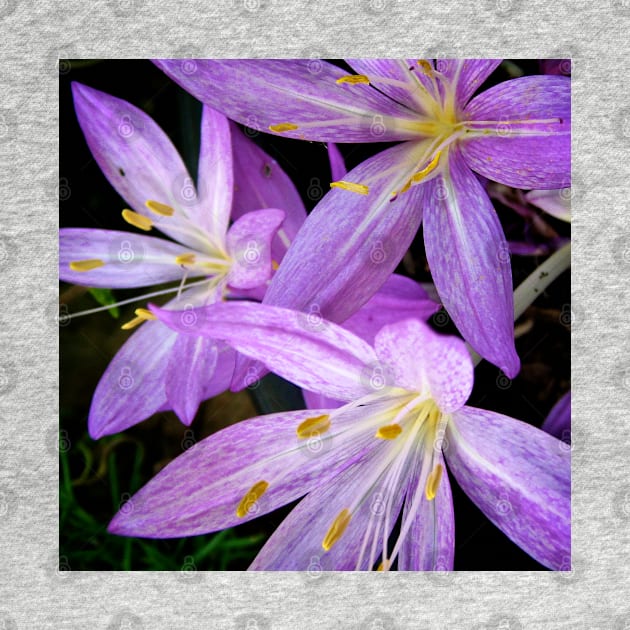 Saffron Crocus Flowers Photography by Heatherian